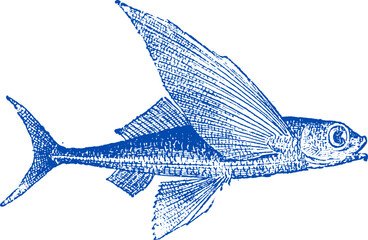 Flying fish vector illustration. Exocoetidae or Flying fish hand drawing vintage engraving illustration. California flying fish cheilopogon pinnatibarbatus californicus from the Pacific Ocean
