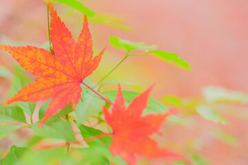 美しい紅葉の落ち葉と秋色背景