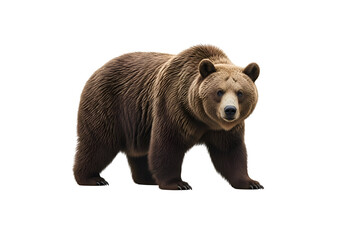 Fototapeta premium Grizzly bear standing against a black background.