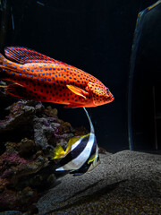 四国水族館