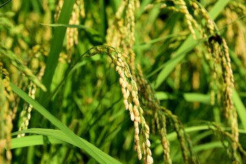 実る稲