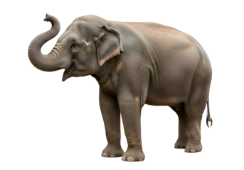 Side view of an elephant against a black background.