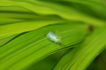 チャノミドリヒメヨコバイ