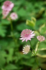 初夏の庭のアストランティアマヨール