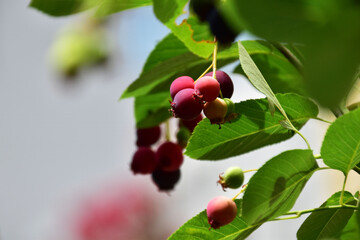 色づき始めの鉢植えのジューンベリー