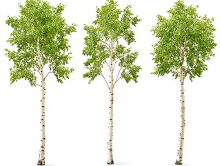 Fototapeta premium 白樺の三重奏 (Shirakaba no Sanjuusou)