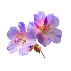 Fototapeta premium Close-up of two delicate purple flowers