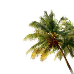 Tropical palm trees against a black background