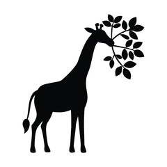 Black silhouette of a giraffe eating leaves from a branch white animal