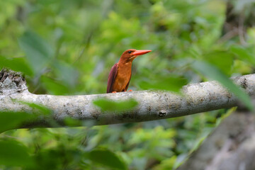 沖縄のやんばるや奄美大島で見られる赤い嘴とオレンジの羽が美しい人気のある野鳥、アカショウビン