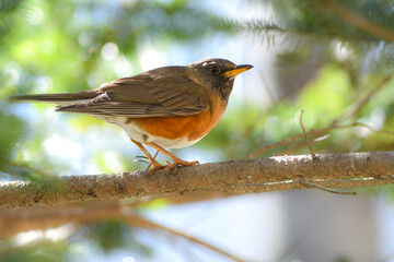 初夏の高原で美しいさえずりを聞かせる身近な野鳥、アカハラ