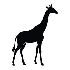 Black silhouette of a giraffe standing on a white background animal wildlife