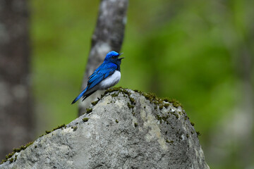 初夏の渓流や高原の森で出会える渡り鳥、青い美しい小鳥オオルリ
