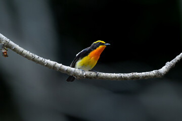 軽井沢や上高地の高原の森で出会えるオレンジと黄色と黒の鮮やかな美しい夏鳥のキビタキ