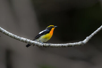 初夏の渓流や高原の森で出会える渡り鳥、青い美しい小鳥オオルリ