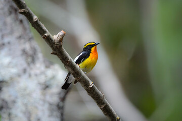 軽井沢や上高地の高原の森で出会えるオレンジと黄色と黒の鮮やかな美しい夏鳥のキビタキ