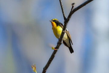 軽井沢や上高地の高原の森で出会えるオレンジと黄色と黒の鮮やかな美しい夏鳥のキビタキ
