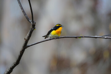 軽井沢や上高地の高原の森で出会えるオレンジと黄色と黒の鮮やかな美しい夏鳥のキビタキ