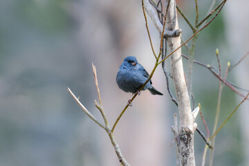 戸隠や上高地の初夏の森で出会える東アジアでしか見られない美しい小鳥クロジ