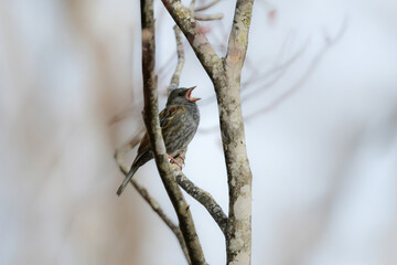戸隠や上高地の初夏の森で出会える東アジアでしか見られない美しい小鳥クロジ