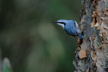 Obraz premium 高原や冬の雑木林で見られる人懐っこいかわいい小鳥、ゴジュウカラ