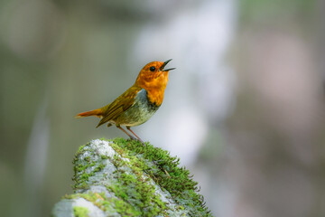 初夏に高山の渓流沿いで見られるオレンジ色の美しい渡り鳥、日本を代表する小鳥コマドリ