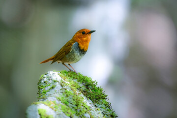 初夏に高山の渓流沿いで見られるオレンジ色の美しい渡り鳥、日本を代表する小鳥コマドリ