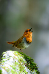初夏に高山の渓流沿いで見られるオレンジ色の美しい渡り鳥、日本を代表する小鳥コマドリ