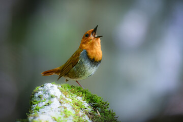 初夏に高山の渓流沿いで見られるオレンジ色の美しい渡り鳥、日本を代表する小鳥コマドリ