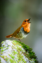 初夏に高山の渓流沿いで見られるオレンジ色の美しい渡り鳥、日本を代表する小鳥コマドリ
