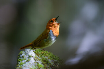 初夏に高山の渓流沿いで見られるオレンジ色の美しい渡り鳥、日本を代表する小鳥コマドリ
