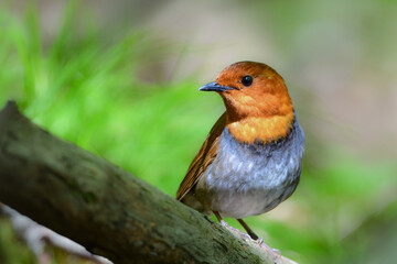 初夏に高山の渓流沿いで見られるオレンジ色の美しい渡り鳥、日本を代表する小鳥コマドリ
