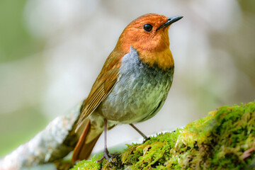初夏に高山の渓流沿いで見られるオレンジ色の美しい渡り鳥、日本を代表する小鳥コマドリ