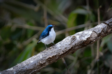 上高地や軽井沢の初夏の高原で見られる青と白が美しい人気のある野鳥、コルリ
