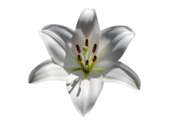 Close-up of a single white lily.