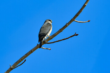住宅地や公園でも出会うことができる身近なハンター、かっこいい猛禽類のツミ