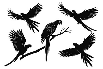 Obraz premium A versatile set of macaw parrot silhouettes in various poses, with birds in flight and one perched on a branch. Vector graphic illustration of tropical wildlife.