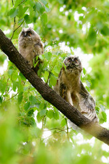 初夏の高原で見られる愛嬌のあるかわいらしい野鳥、フクロウの仲間のトラフズクのひな