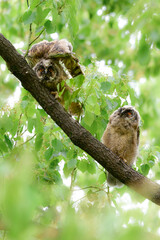 Fototapeta premium 初夏の高原で見られる愛嬌のあるかわいらしい野鳥、フクロウの仲間のトラフズクのひな