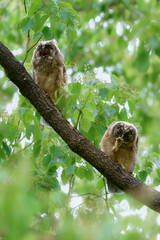初夏の高原で見られる愛嬌のあるかわいらしい野鳥、フクロウの仲間のトラフズクのひな