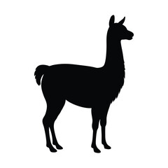 Black silhouette of a llama standing on a white background animal