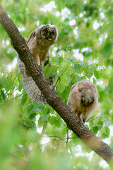 初夏の高原で見られる愛嬌のあるかわいらしい野鳥、フクロウの仲間のトラフズクのひな