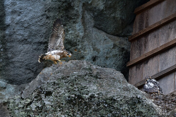 海岸や山地の崖でのバードウォッチングで見られるかっこいいハンター、人気のある野鳥ハヤブサ