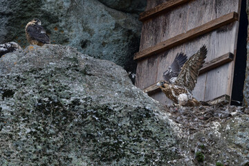海岸や山地の崖でのバードウォッチングで見られるかっこいいハンター、人気のある野鳥ハヤブサ