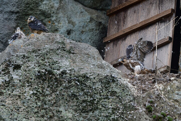 海岸や山地の崖でのバードウォッチングで見られるかっこいいハンター、人気のある野鳥ハヤブサ