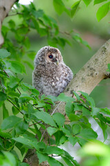 初夏の高原で出会えるふわふわの産毛のかわいらしい身近な野鳥、フクロウのひな