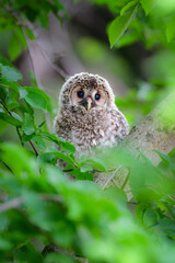 初夏の高原で出会えるふわふわの産毛のかわいらしい身近な野鳥、フクロウのひな