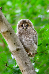 初夏の高原で出会えるふわふわの産毛のかわいらしい身近な野鳥、フクロウのひな