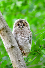初夏の高原で出会えるふわふわの産毛のかわいらしい身近な野鳥、フクロウのひな