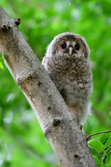 初夏の高原で出会えるふわふわの産毛のかわいらしい身近な野鳥、フクロウのひな